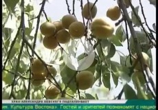Embedded thumbnail for Экзотические фрукты выращивает южноуралец на своем садовом участке